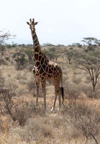 giraffe